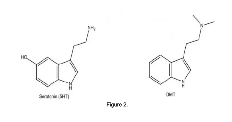 chemical structure serotonin and dmt