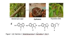 How does Ayahuasca affect the brain, By Kevin Zapata, MD