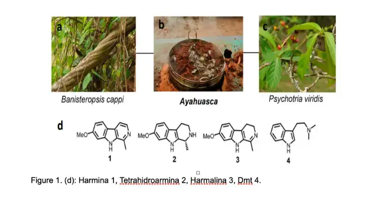 how does ayahuasca affect the brain (2)