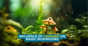 Ayahuasca vs magic Mushrooms, healing through laughter or through crying?