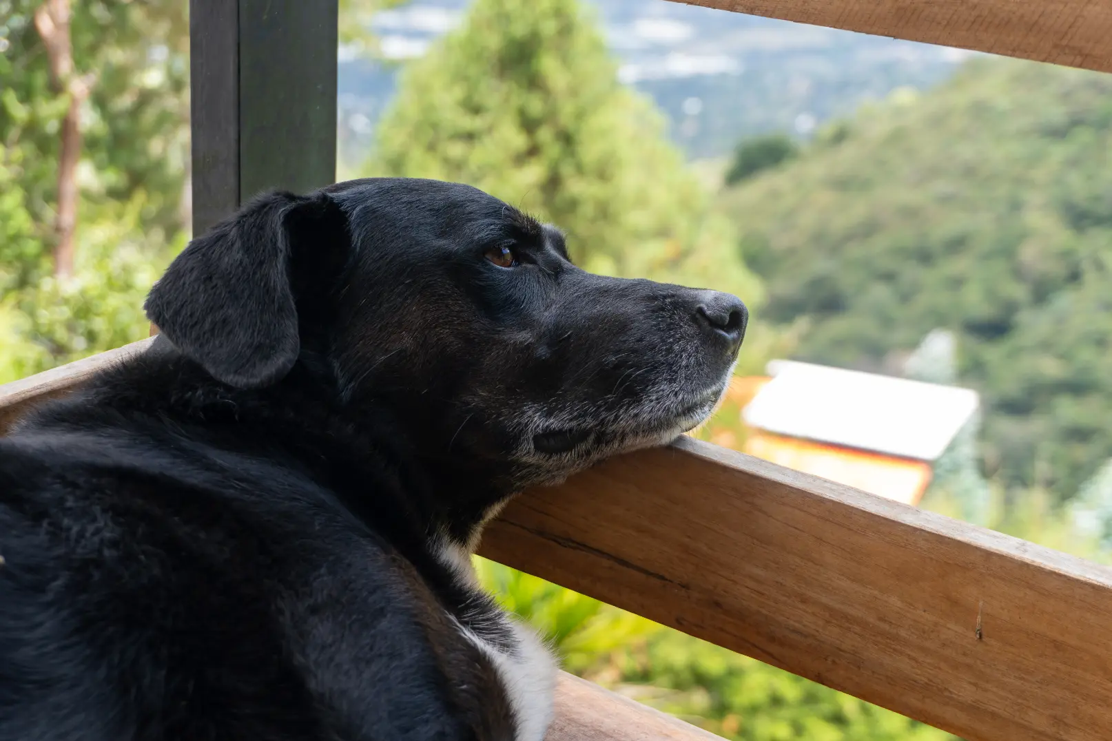 harmonica retreat colombia medellin location preto dog