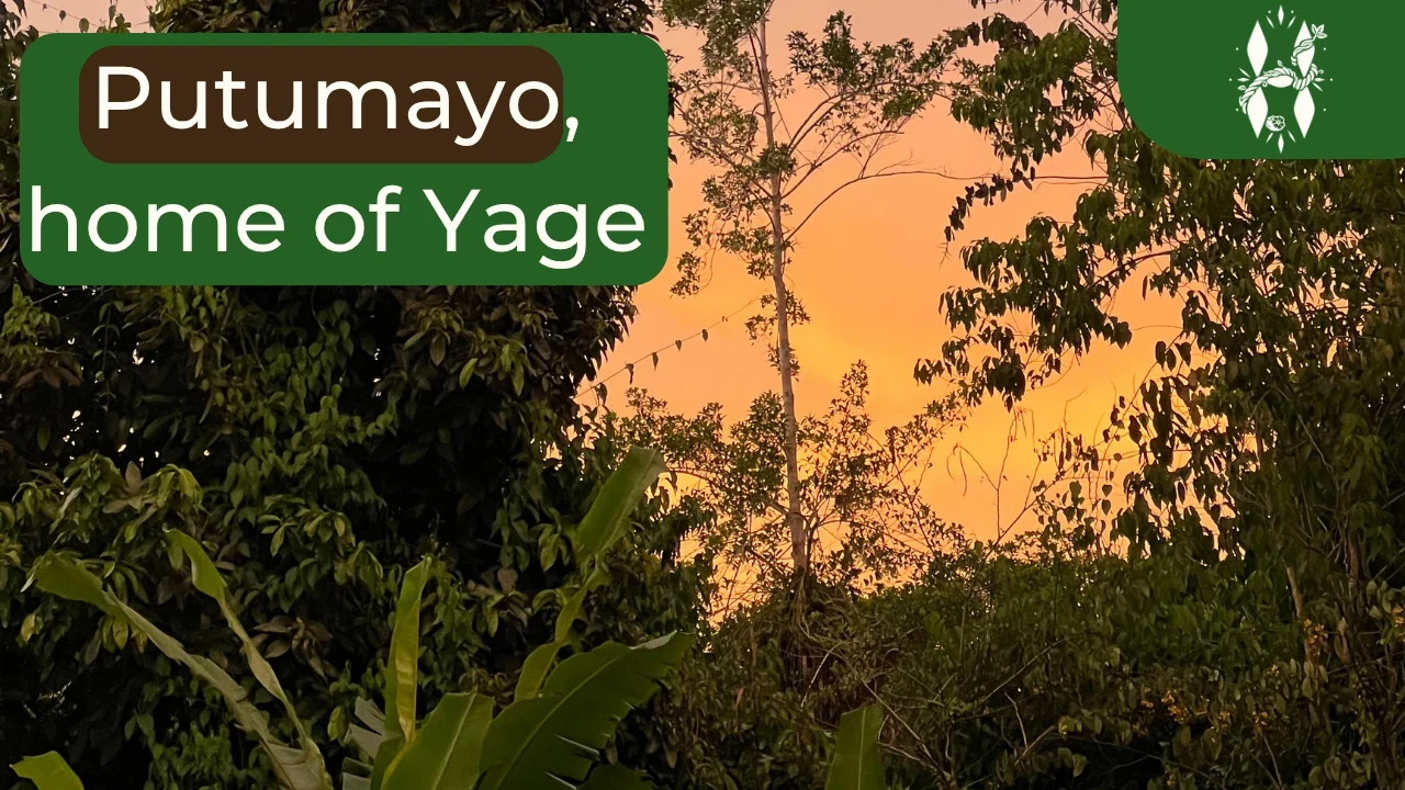 Putumayo, home of yagé: an orange sunset glows behind rainforest trees and banana leaves in the Putumayo, Colombia Putumayo, home of yagé: an orange sunset glows behind rainforest trees and banana leaves in the Putumayo, Colombia